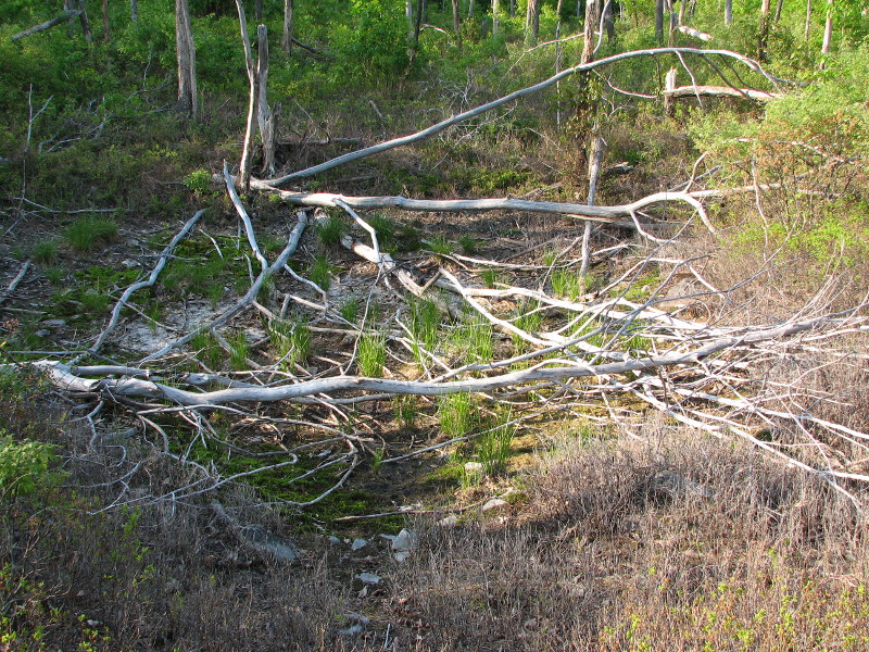 A forest fire opened the canopy above this vernal pool, allowing marshy vegetation to grow in the pool basin. A forest fire opened the canopy above this vernal pool, allowing marshy vegetation to grow in the pool basin. Credit: Betsy Leppo